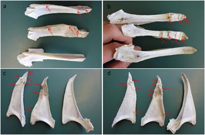 The Influence of Keel Bone Damage on Welfare of Laying Hens